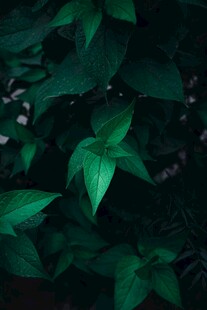 暗调下的翠绿叶片