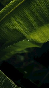 翠绿叶片上的晶莹水珠