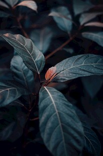 深绿叶片的独特植物细节
