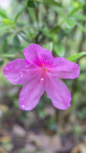 娇艳紫色杜鹃花
