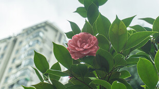 绿叶间绽放的娇艳山茶花