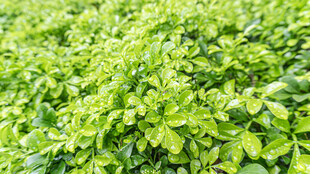翠绿繁茂的植物叶片