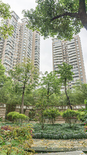 城市中的绿植与高楼景观