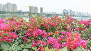 城市边绽放的艳丽三角梅