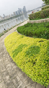 城市河畔多彩绿植景观