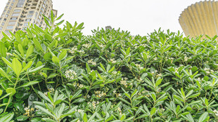 海桐花 绿叶繁茂的灌木丛