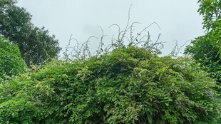 繁茂绿植景观