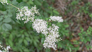 小蜡白花 白色小花枝特写