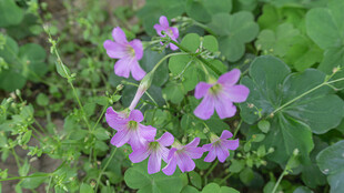 紫色小花绽放绿意间