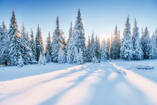 冬日雪林美景