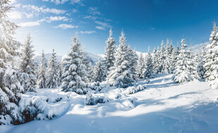 冬日雪覆松林美景