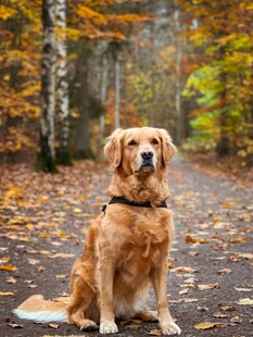 秋日林间的金毛犬