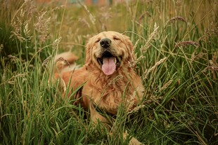 草地上的快乐金毛犬