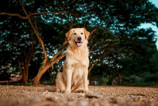 阳光下的可爱金毛犬