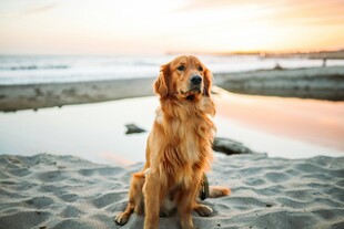 夕阳下沙滩上的金毛犬