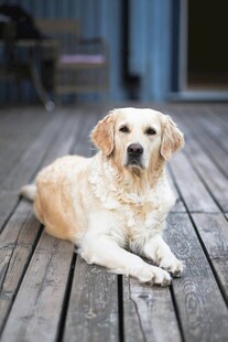 趴在木栈道上的金毛犬