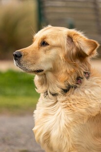 金毛犬侧头的温馨瞬间