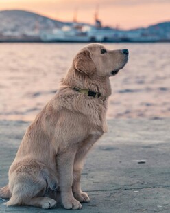 海边静坐的拉布拉多犬