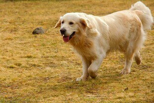 金毛犬在草地欢快行走