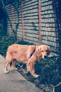 路边的金毛犬