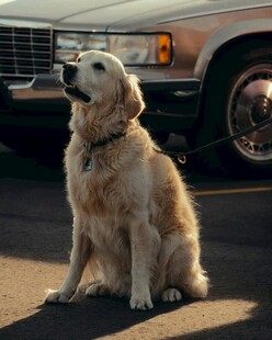 金毛犬坐于车前