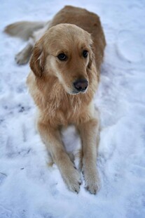 雪地中的金毛犬