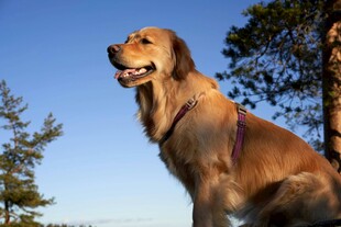 阳光下的金毛犬