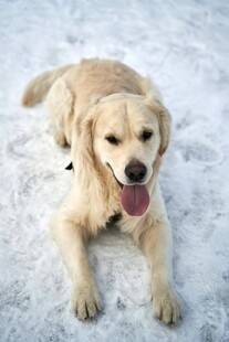 雪地中的可爱金毛犬