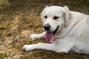 趴地吐舌的可爱金毛犬