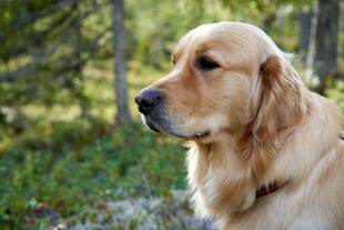 林间金毛犬