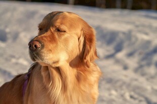 雪地中的金毛犬