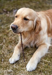 金毛犬叼枝趴卧在草地