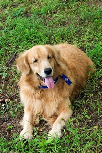 草地上的可爱金毛犬