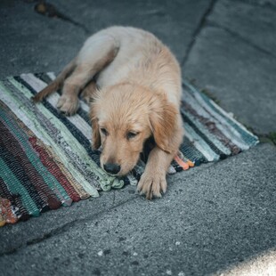 趴着的可爱小金毛犬