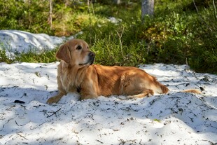 沙滩上休憩的金毛犬