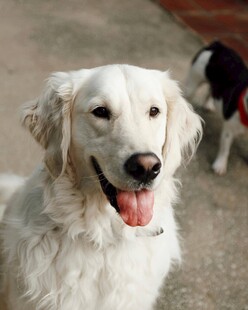 可爱金毛犬吐舌萌态