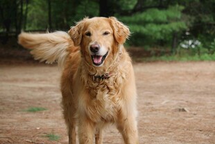户外奔跑的金毛犬