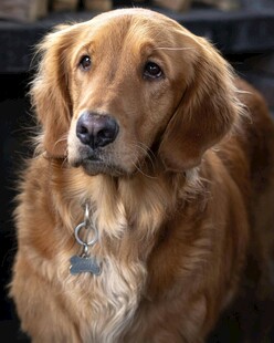 可爱金毛犬特写