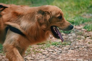 户外行走的金毛犬