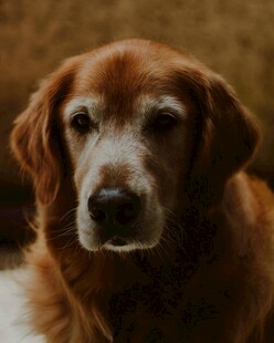 温顺金毛犬的特写