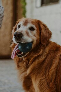 可爱金毛犬吐舌咧嘴笑