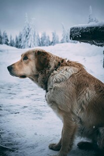 雪地中蹲坐的棕色大狗