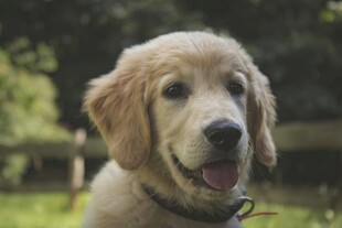 可爱金毛犬户外特写