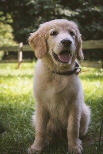 阳光下的可爱金毛犬