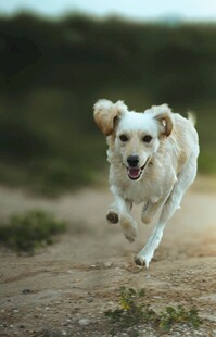 奔跑的金毛犬