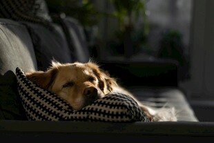 沙发上慵懒的金毛犬