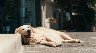 路边休憩的金毛犬
