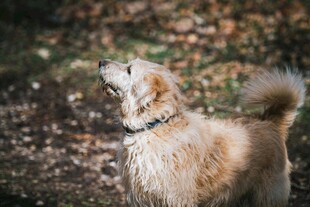 户外仰头的金毛犬