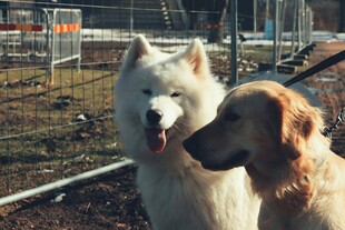 两只萌犬户外亲密相伴