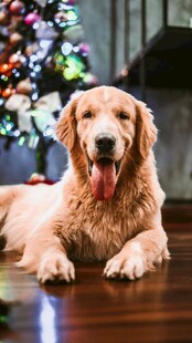 趴卧的金毛犬